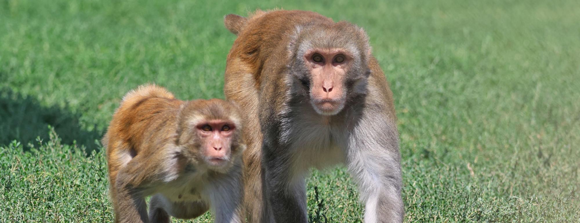 rhesus group