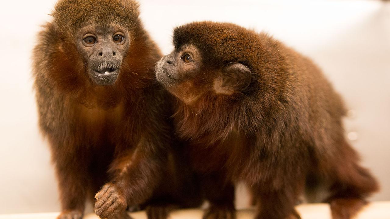 Pair bonded titi monkeys
