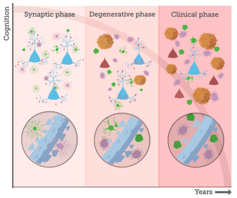 Phases of Cognition