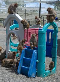 outdoor enrichment