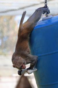 Monkey on play swing