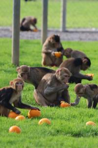 Rhesus_Group with oranges
