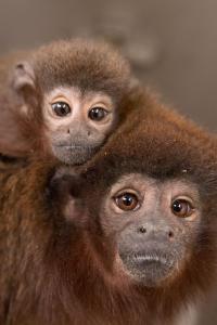 Mother and infant Titi Monkey