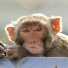 rhesus male at CNPRC