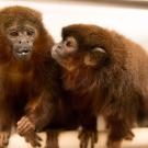 Pair bonded titi monkeys
