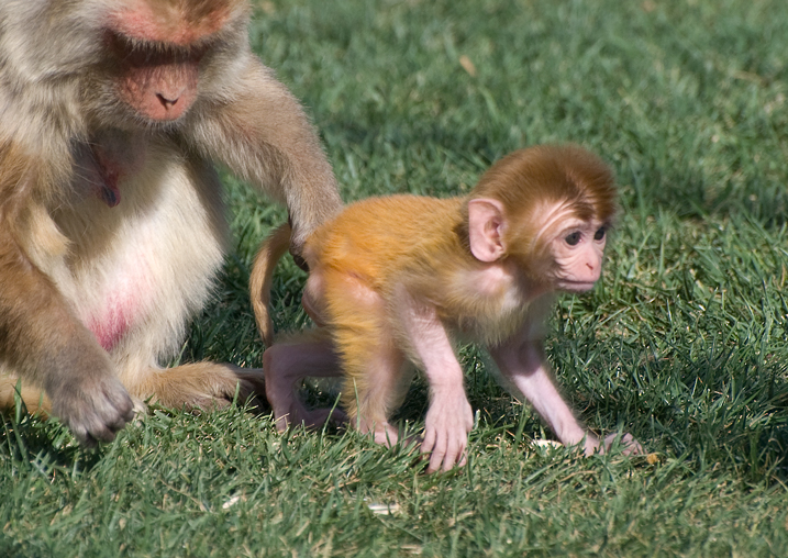 Rhesus macaque mother keeping track of her infant by holding his tail.