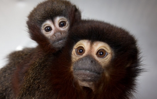 Scientists Map Monogamy, Jealousy in the Monkey Mind - California