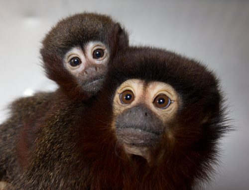 Male and Female Titi Monkeys Exhibit Different Biological and Behavioral Responses to Intranasal Oxytocin