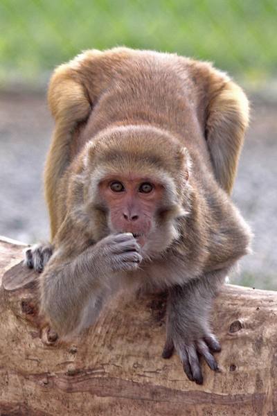 Rhesus monkey at CNPRC outdoors on log