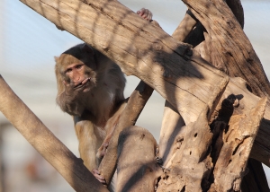 Male rhesus monkey in tree