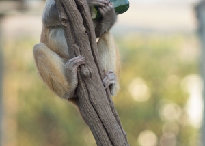 A rhesus monkey hangs onto its zucchini for later enjoyment.