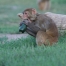rhesus monkey enjoying a fresh zucchini