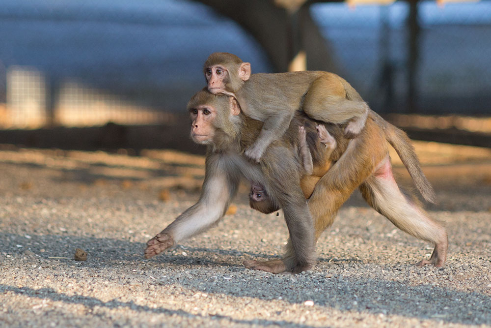 rhesus female with an infant on belly and a juvenile on back