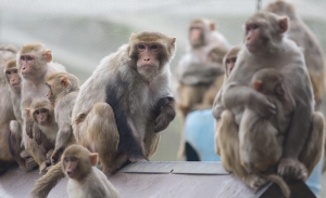 Social group of rhesus monkeys at the California National Primate Research Center. Photo by Kathy West 2015