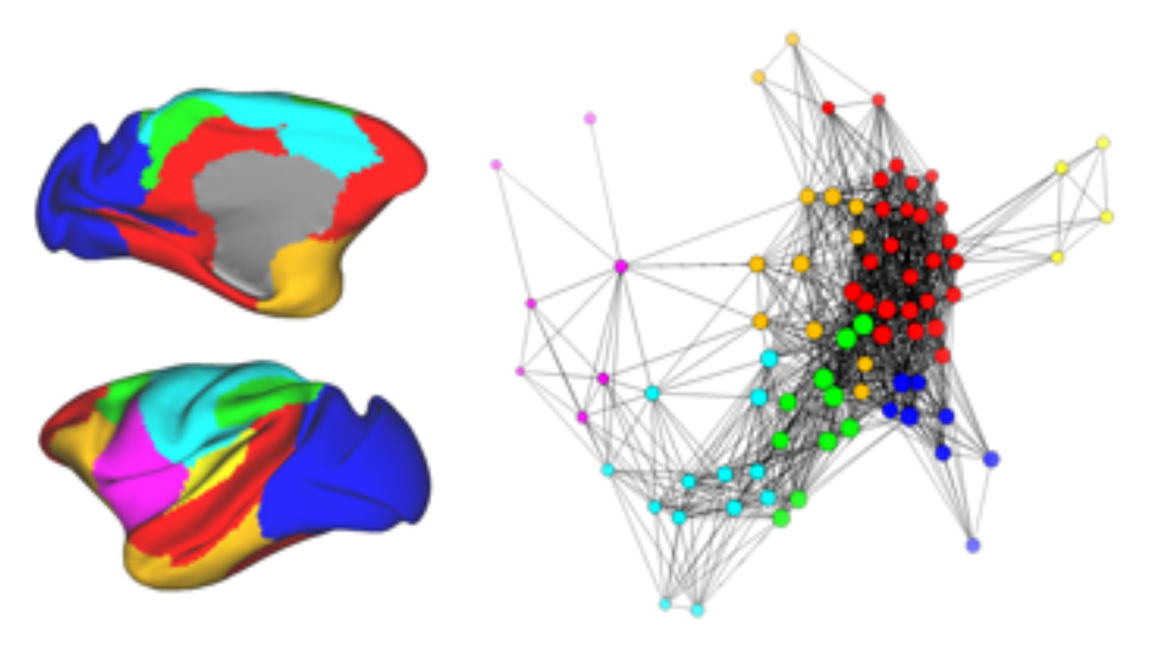 Model of the rhesus monkey brain