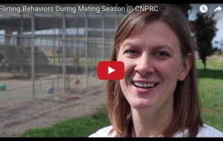 Kelly Finn talks about the type of behavior she's been observing during mating season at CNPRC>