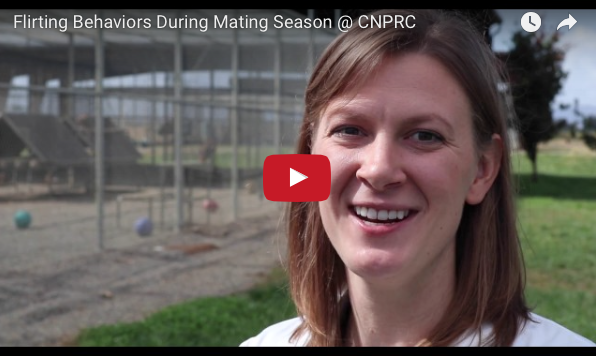 Kelly Finn talks about the type of behavior she's been observing during mating season at CNPRC>
