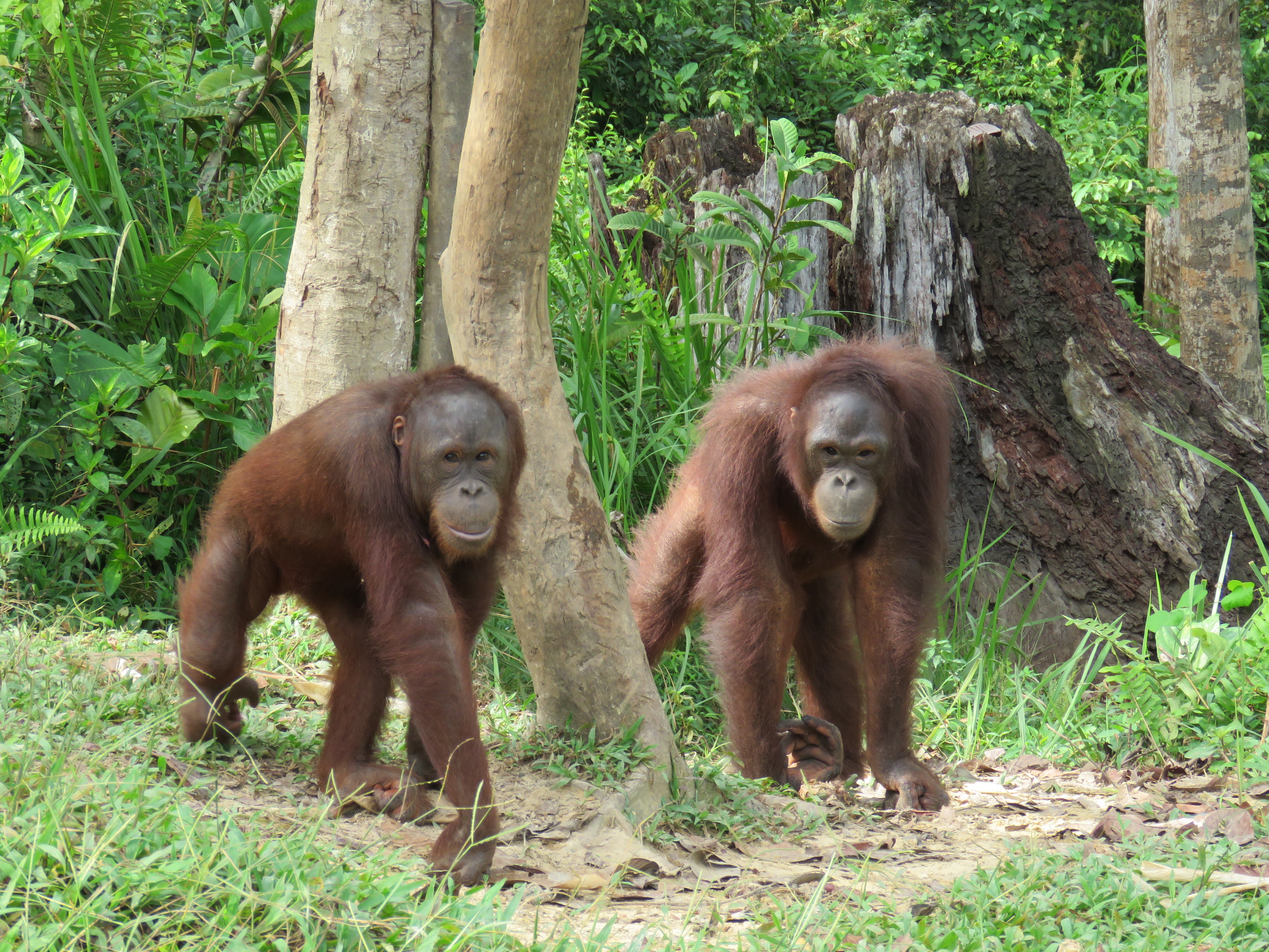 Young orangutans at forest school