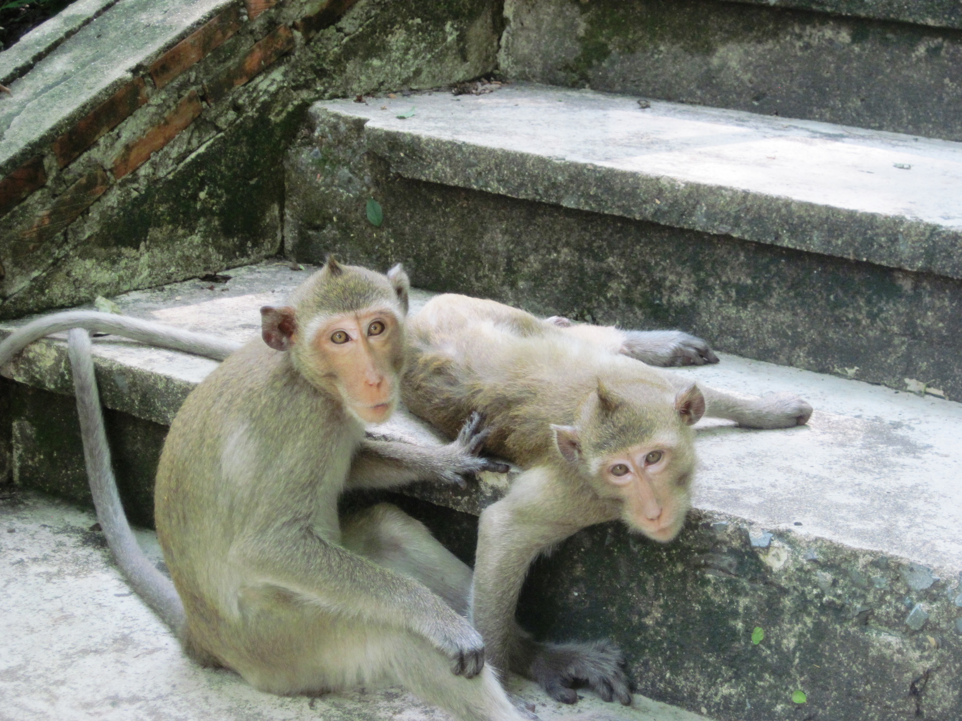 Temple Cynomolgus monkeys observing humans