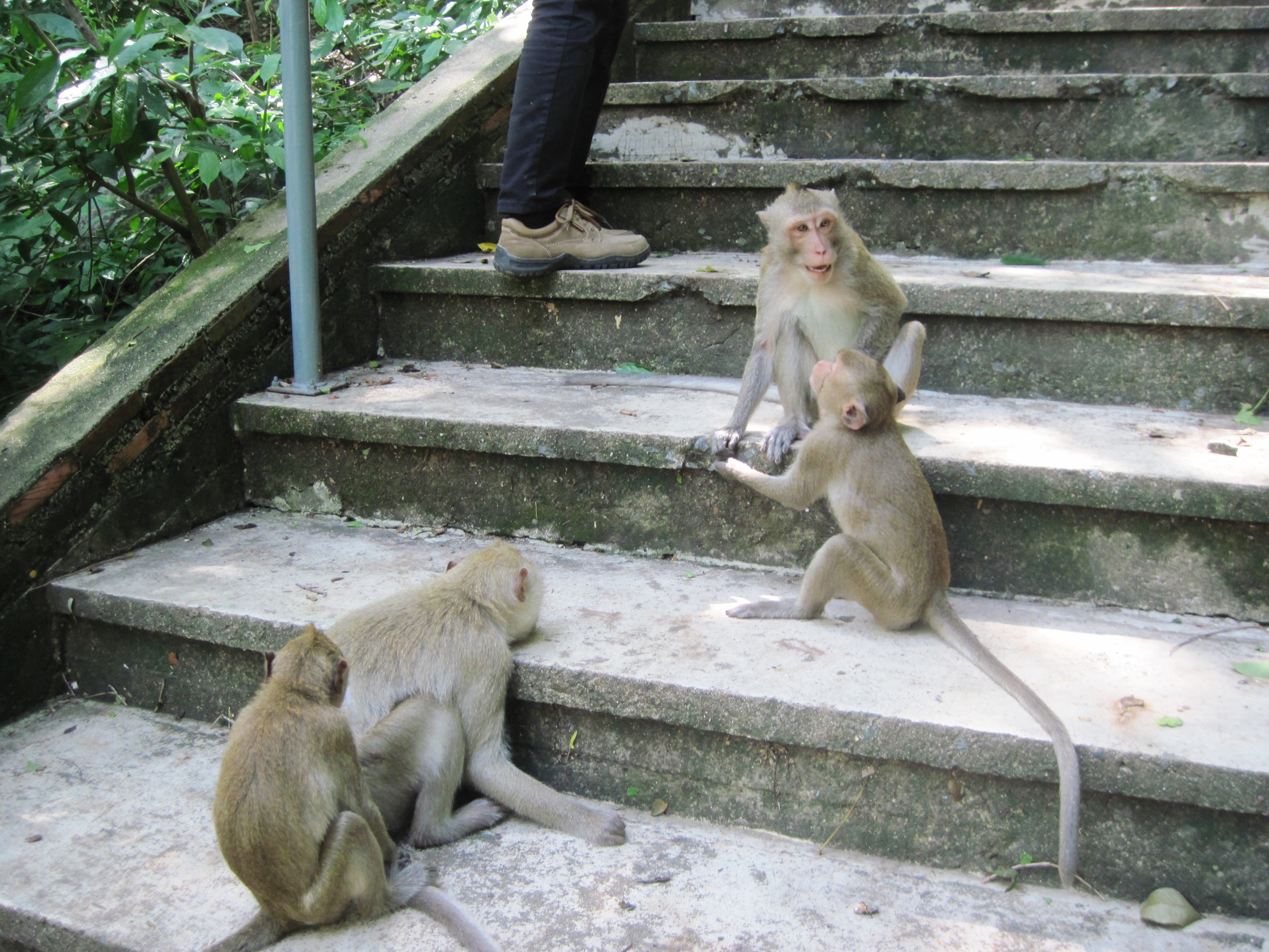 Temple Cynomolgus monkeys at play