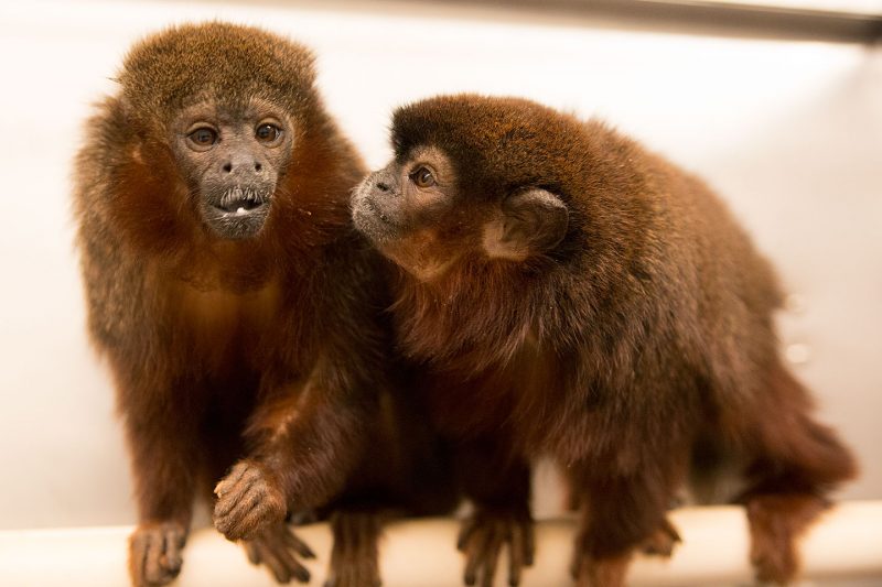 Pair bonded titi monkeys