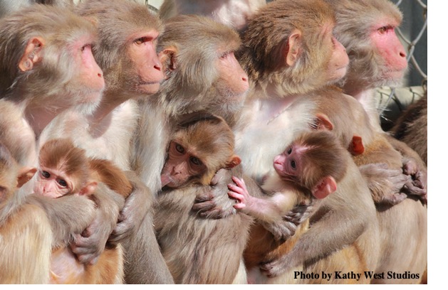 Scientists Map Monogamy, Jealousy in the Monkey Mind - California