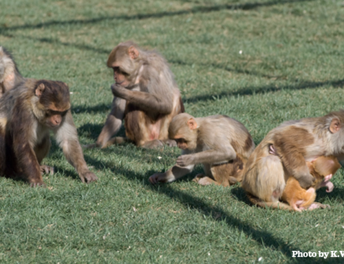 Detecting autistic-like traits in a general population of monkeys